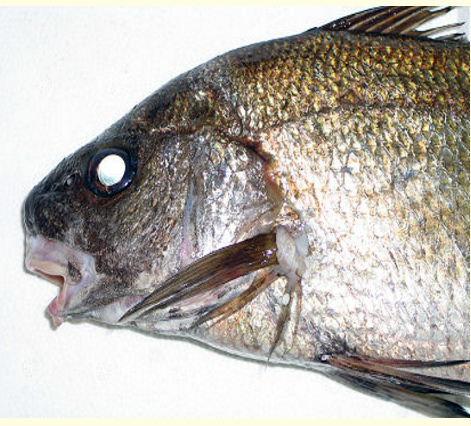 Umbrina canariensis_07.jpg